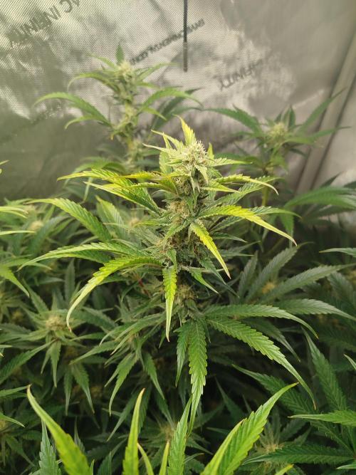 Creme-Tasmo/ Kiwi x NCH/ IcednBaked. Week 9