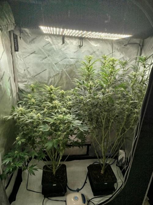 Creme-Tasmo/ Kiwi x NCH/ IcednBaked. Week 9