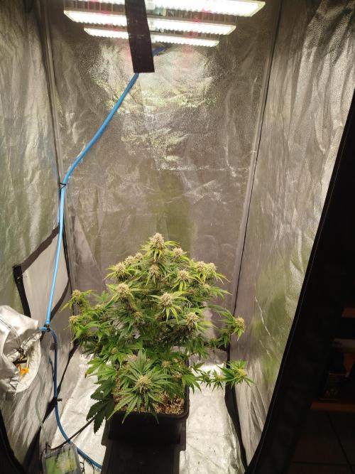 Creme-Tasmo/ Kiwi x NCH/ IcednBaked. Week 9