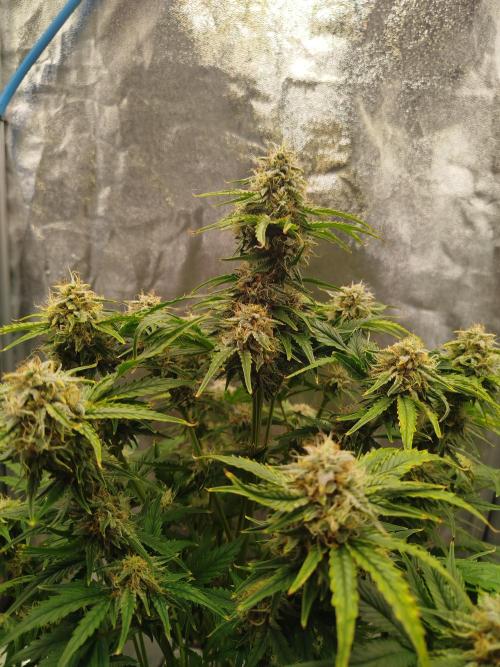 Creme-Tasmo/ Kiwi x NCH/ IcednBaked. Week 9