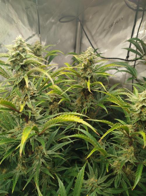 Creme-Tasmo/ Kiwi x NCH/ IcednBaked. Week 10