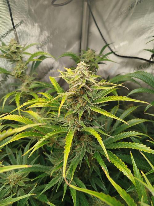 Creme-Tasmo/ Kiwi x NCH/ IcednBaked. Week 10