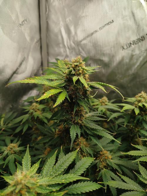 Creme-Tasmo/ Kiwi x NCH/ IcednBaked. Week 10