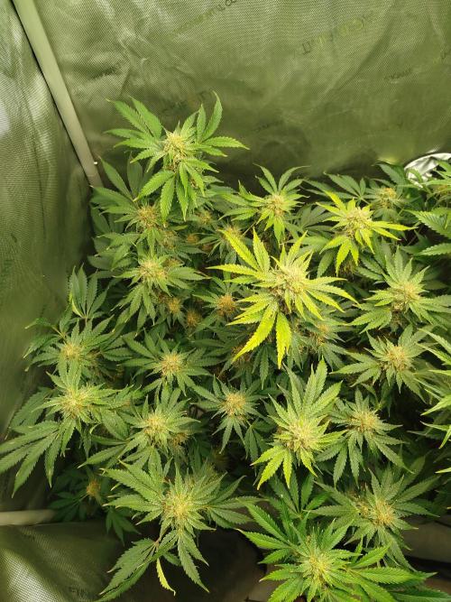 Creme-Tasmo/ Kiwi x NCH/ IcednBaked. Week 10