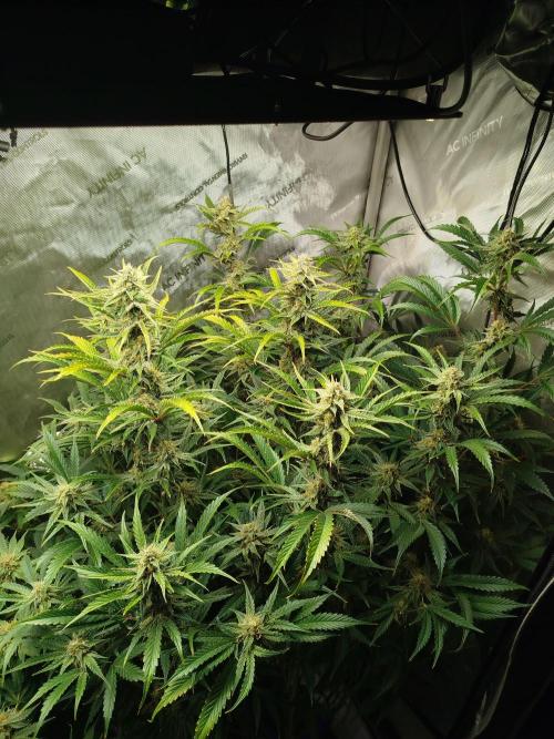 Creme-Tasmo/ Kiwi x NCH/ IcednBaked. Week 10