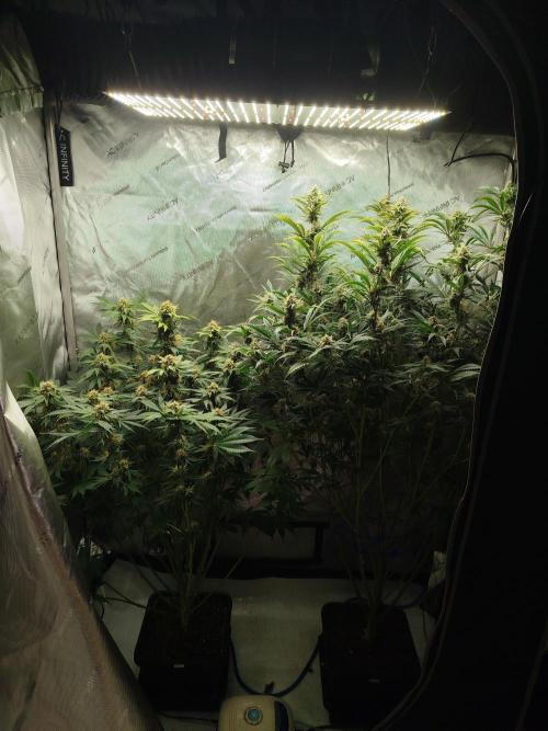 Creme-Tasmo/ Kiwi x NCH/ IcednBaked. Week 10