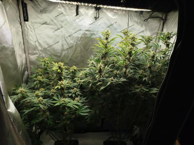 Creme-Tasmo/ Kiwi x NCH/ IcednBaked. Week 10