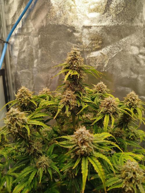 Creme-Tasmo/ Kiwi x NCH/ IcednBaked. Week 10