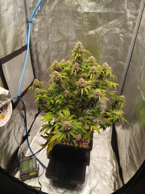 Creme-Tasmo/ Kiwi x NCH/ IcednBaked. Week 10