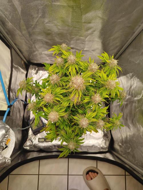 Creme-Tasmo/ Kiwi x NCH/ IcednBaked. Week 10