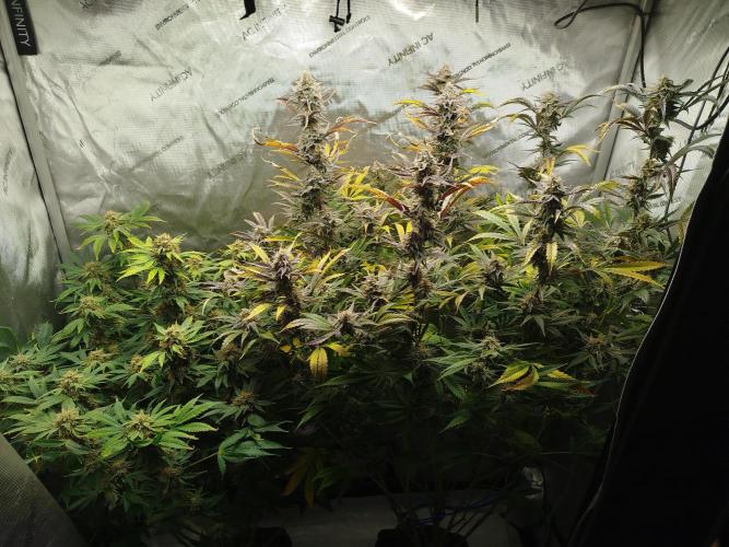 Creme-Tasmo/ Kiwi x NCH/ IcednBaked. Week 11