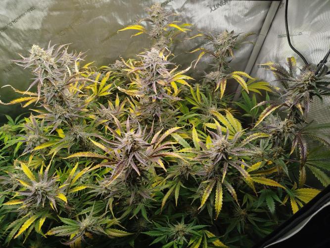 Creme-Tasmo/ Kiwi x NCH/ IcednBaked. Week 11