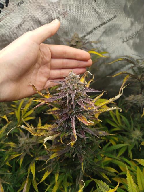 Creme-Tasmo/ Kiwi x NCH/ IcednBaked. Week 11