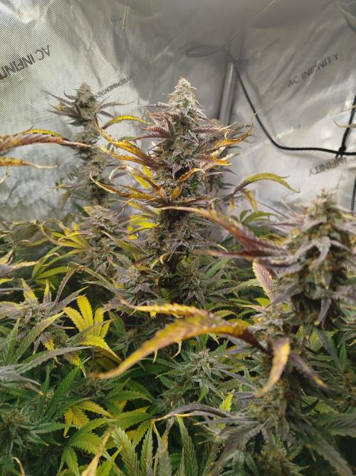 Creme-Tasmo/ Kiwi x NCH/ IcednBaked. Week 11