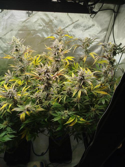 Creme-Tasmo/ Kiwi x NCH/ IcednBaked. Week 11