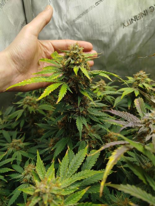 Creme-Tasmo/ Kiwi x NCH/ IcednBaked. Week 11