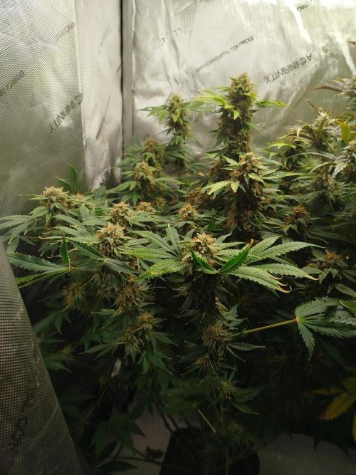 Creme-Tasmo/ Kiwi x NCH/ IcednBaked. Week 11