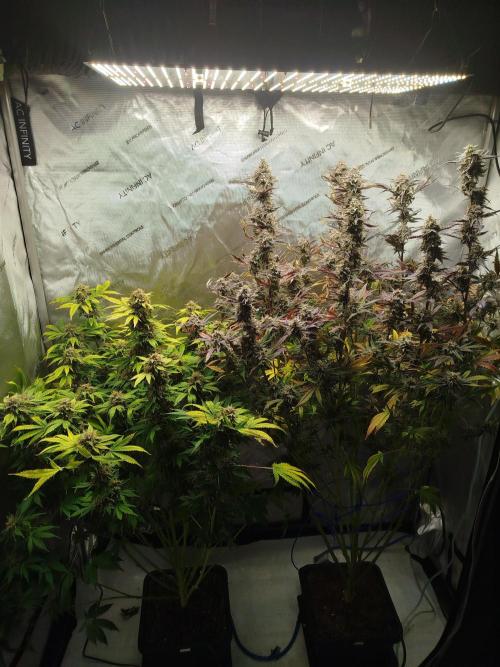 Creme-Tasmo/ Kiwi x NCH/ IcednBaked. Week 12
