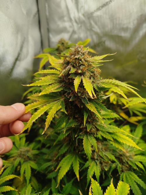Creme-Tasmo/ Kiwi x NCH/ IcednBaked. Week 12