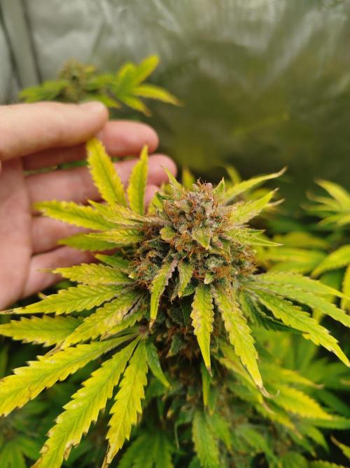 Creme-Tasmo/ Kiwi x NCH/ IcednBaked. Week 12