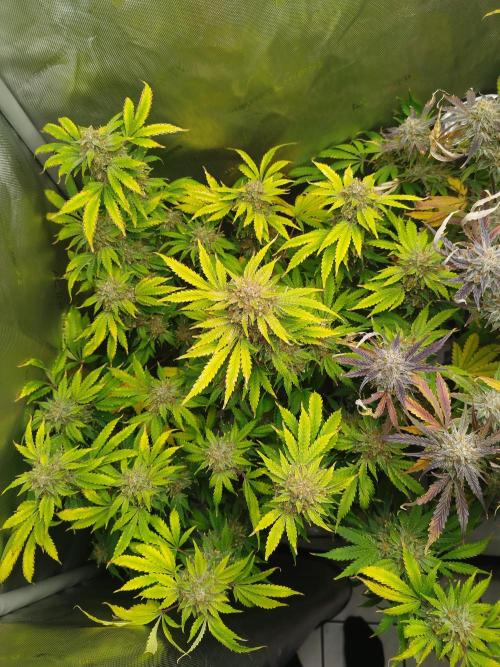 Creme-Tasmo/ Kiwi x NCH/ IcednBaked. Week 12