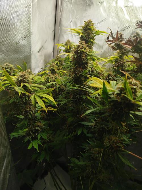 Creme-Tasmo/ Kiwi x NCH/ IcednBaked. Week 12