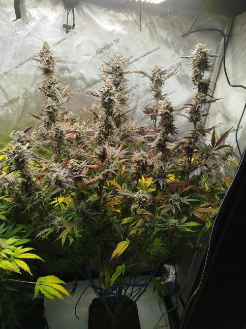 Creme-Tasmo/ Kiwi x NCH/ IcednBaked. Week 12