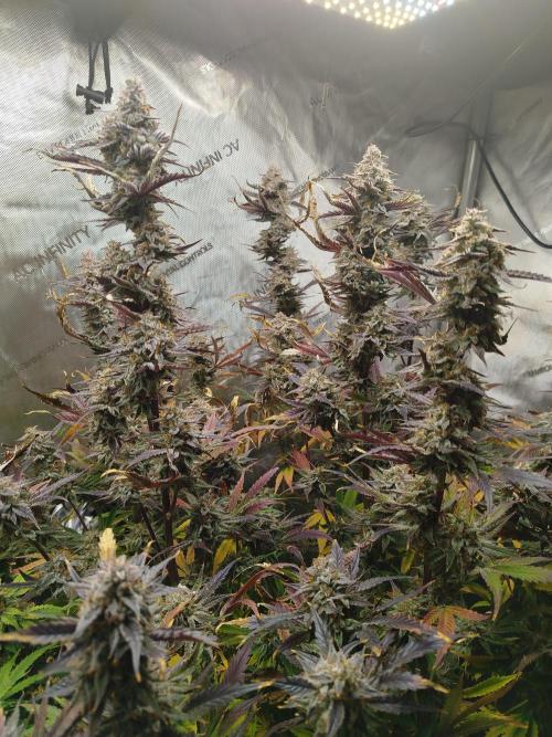 Creme-Tasmo/ Kiwi x NCH/ IcednBaked. Week 12