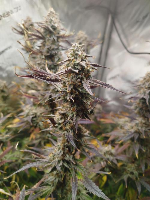 Creme-Tasmo/ Kiwi x NCH/ IcednBaked. Week 12