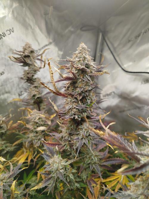 Creme-Tasmo/ Kiwi x NCH/ IcednBaked. Week 12
