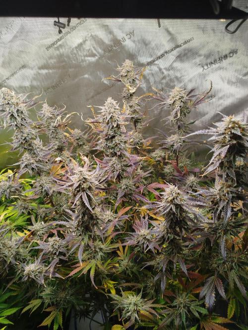 Creme-Tasmo/ Kiwi x NCH/ IcednBaked. Week 12