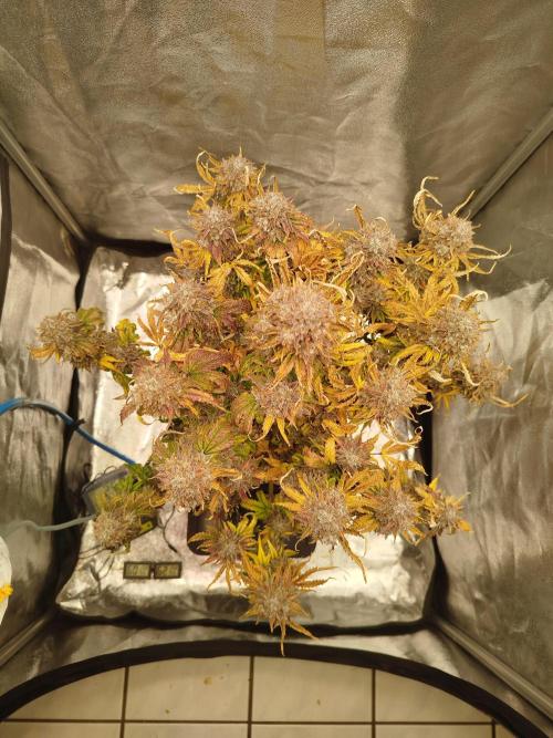 Creme-Tasmo/ Kiwi x NCH/ IcednBaked. Week 12