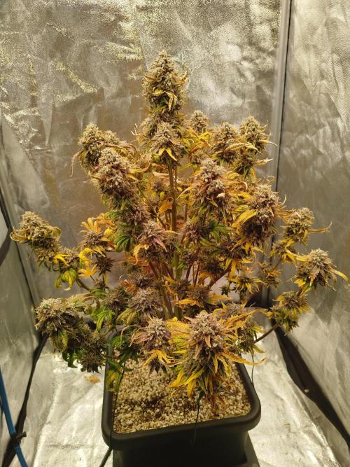 Creme-Tasmo/ Kiwi x NCH/ IcednBaked. Week 12