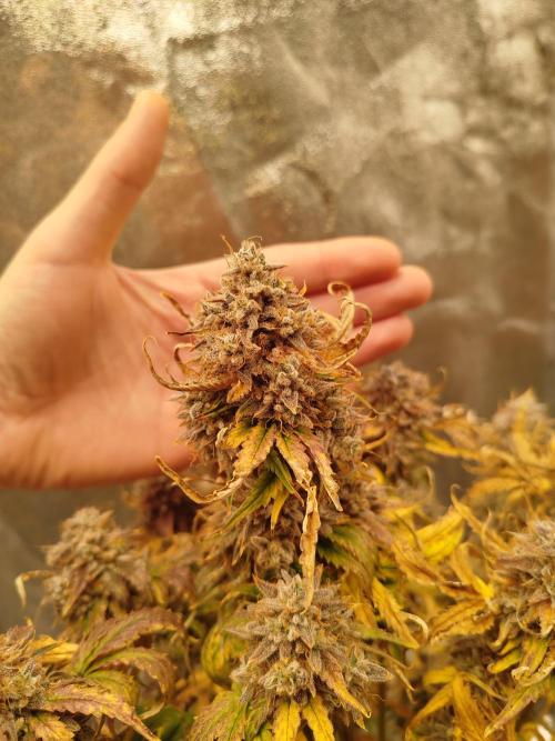 Creme-Tasmo/ Kiwi x NCH/ IcednBaked. Week 12