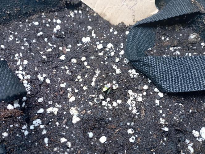 First Tent. Week 0 - Gorilla Z Auto