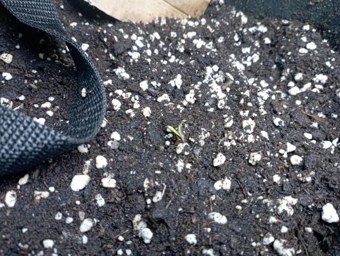 First Tent. Week 0 - Tropicana Cookies Auto