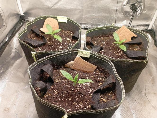 First Tent. Week 2 - start of the week