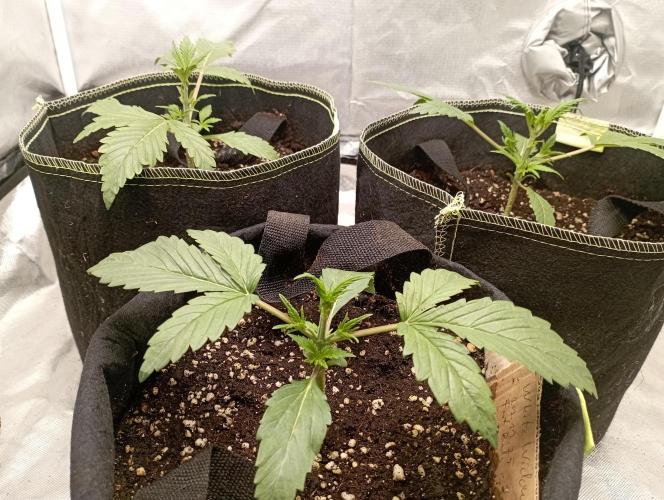 First Tent. Week 2 - after trimming