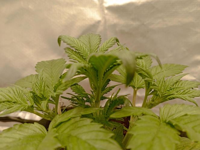 First Tent. Week 3 - FastBuds White Widow Crown 2