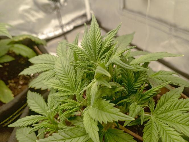 First Tent. Week 3 - FastBuds White Widow Crown