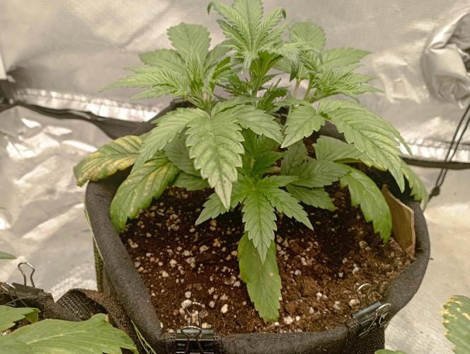 First Tent. Week 3 - FastBuds White Widow