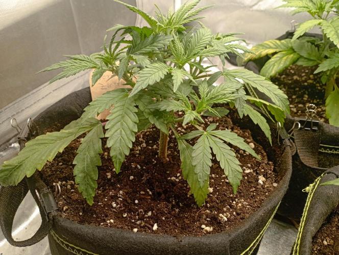 First Tent. Week 3 - FastBuds GorillaZ