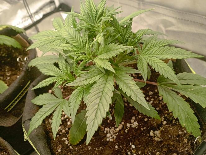 First Tent. Week 3 - FastBuds Tropicana Cookies