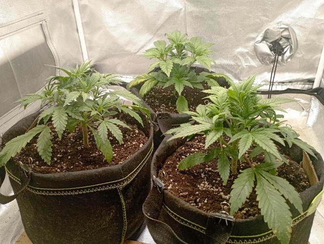 First Tent. Week 3 - From Left to Right: Gorilla Z, White Widow in the back, Tropicana Cookies