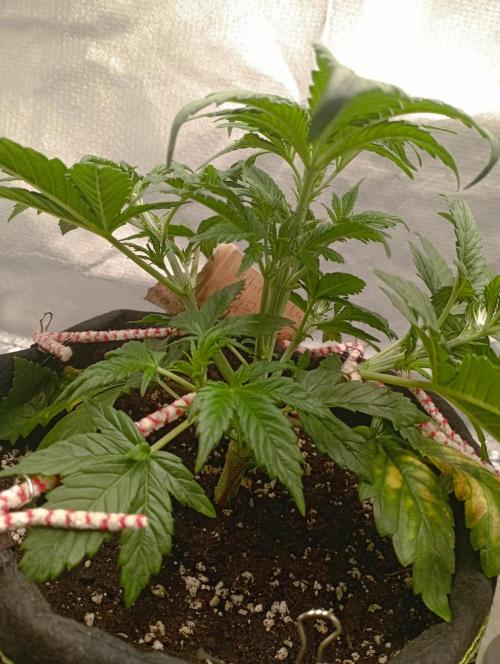 First Tent. Week 4 - White Widow