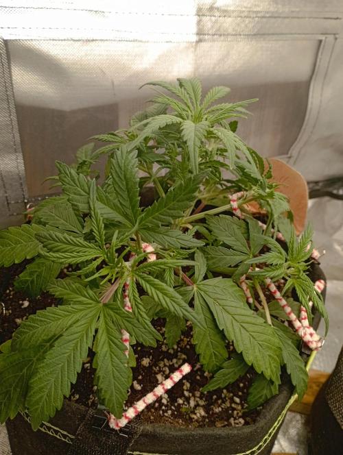 First Tent. Week 4 - GorillaZ