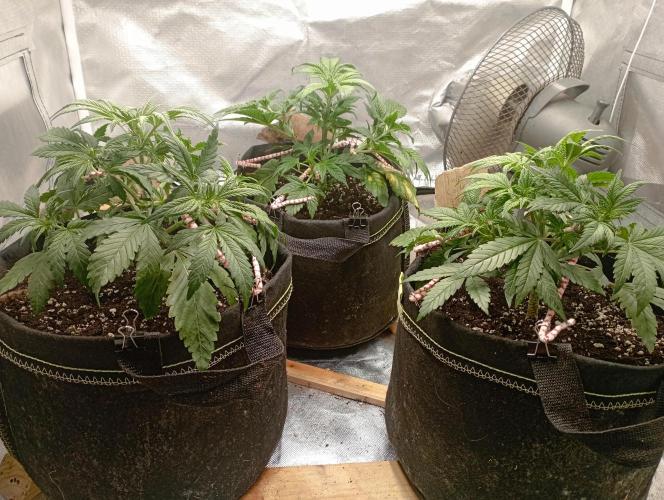 First Tent. Week 4 - fresh LST