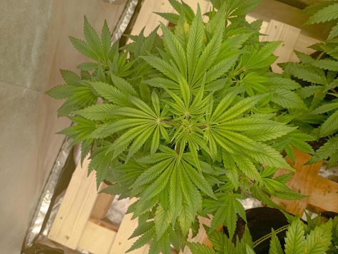 First Tent. Week 5 - Top View Tropicana Cookies