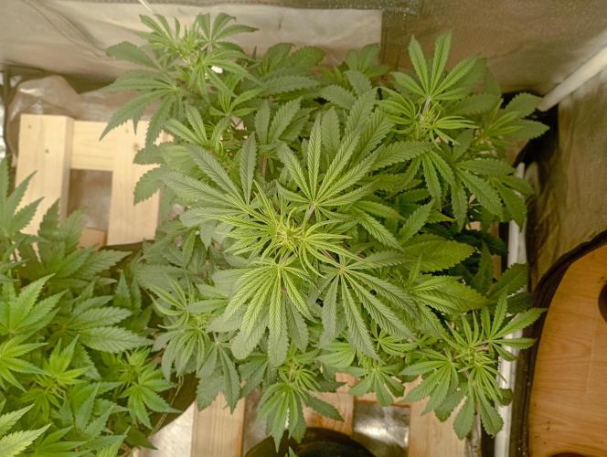 First Tent. Week 5 - Top View GorillaZ