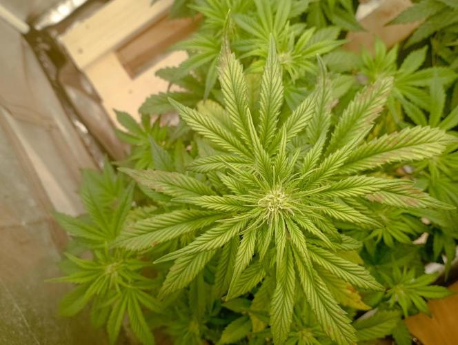 First Tent. Week 5 - Top View White Widow